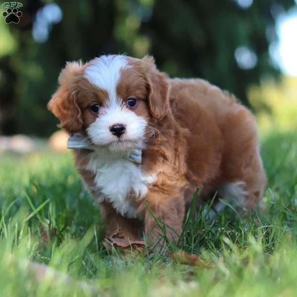 Kelce, Cavapoo Puppy